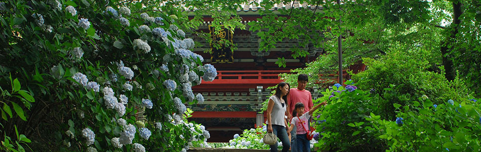 雨引山観音 紫陽花