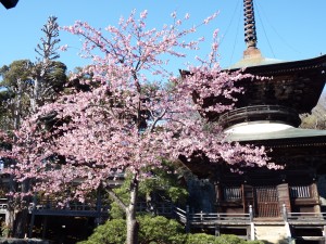 河津桜2